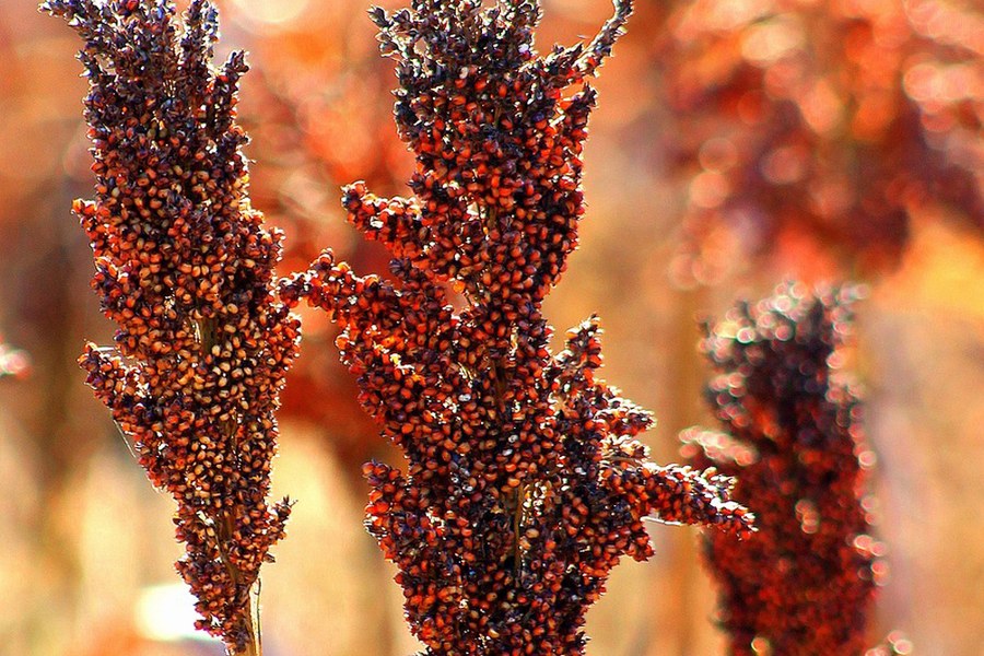 Australian sorghum bulk export